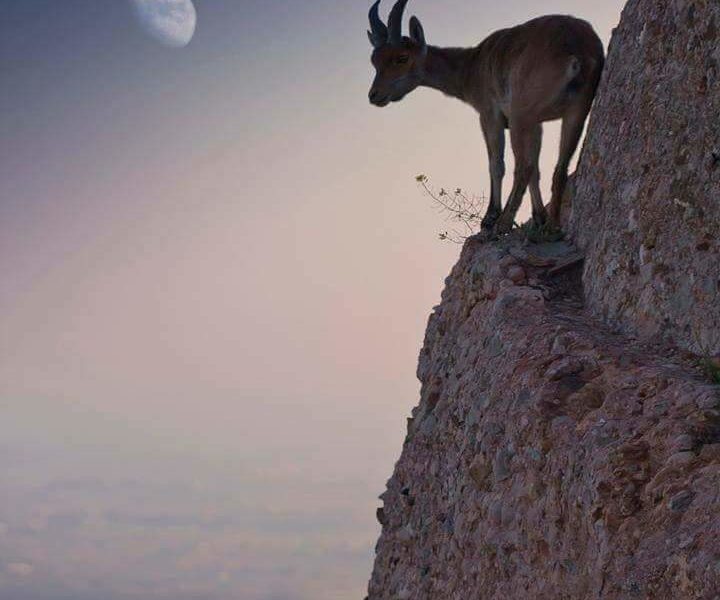 Kambing Gunung Si Penentang Gravitasi Gowest Id